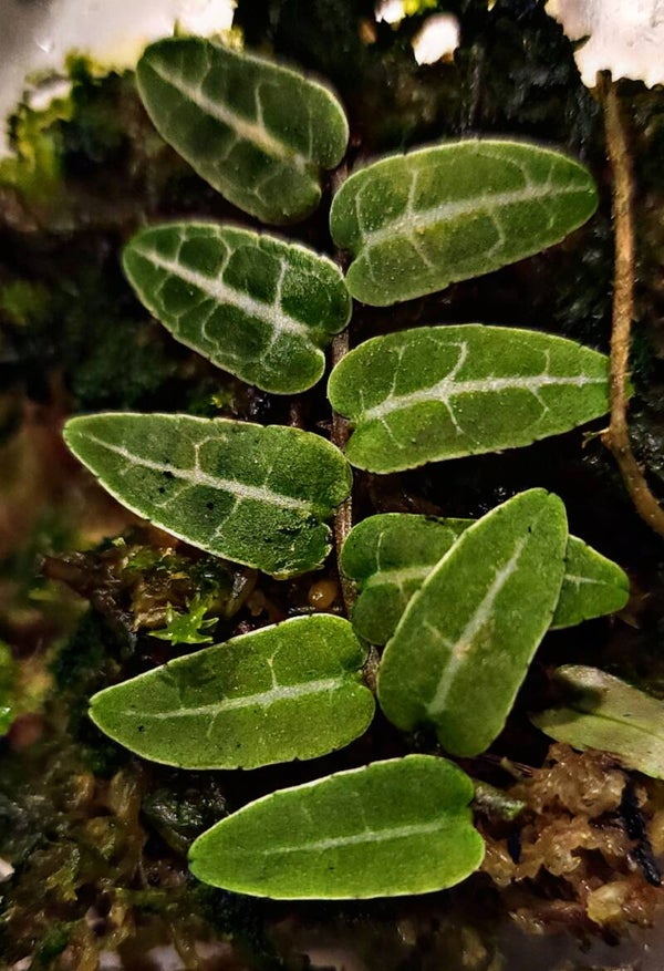 Marcgravia sp Red Umbellata