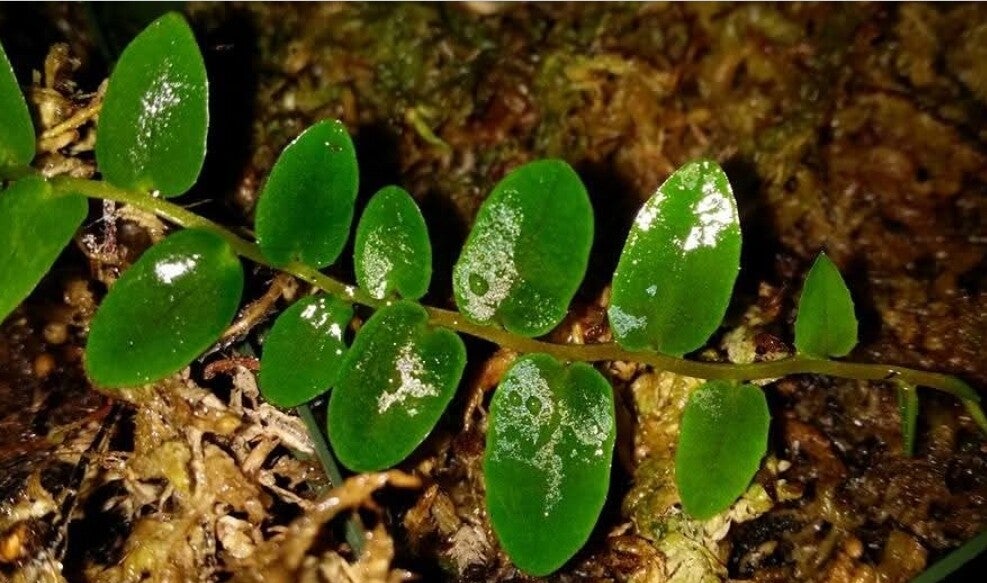Marcgravia Sp. Suriname