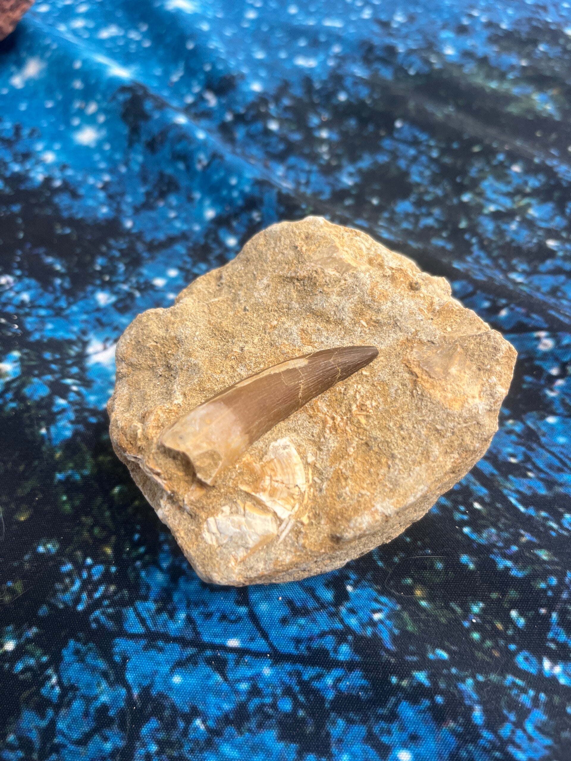 Spinosaurus teeth in matrix