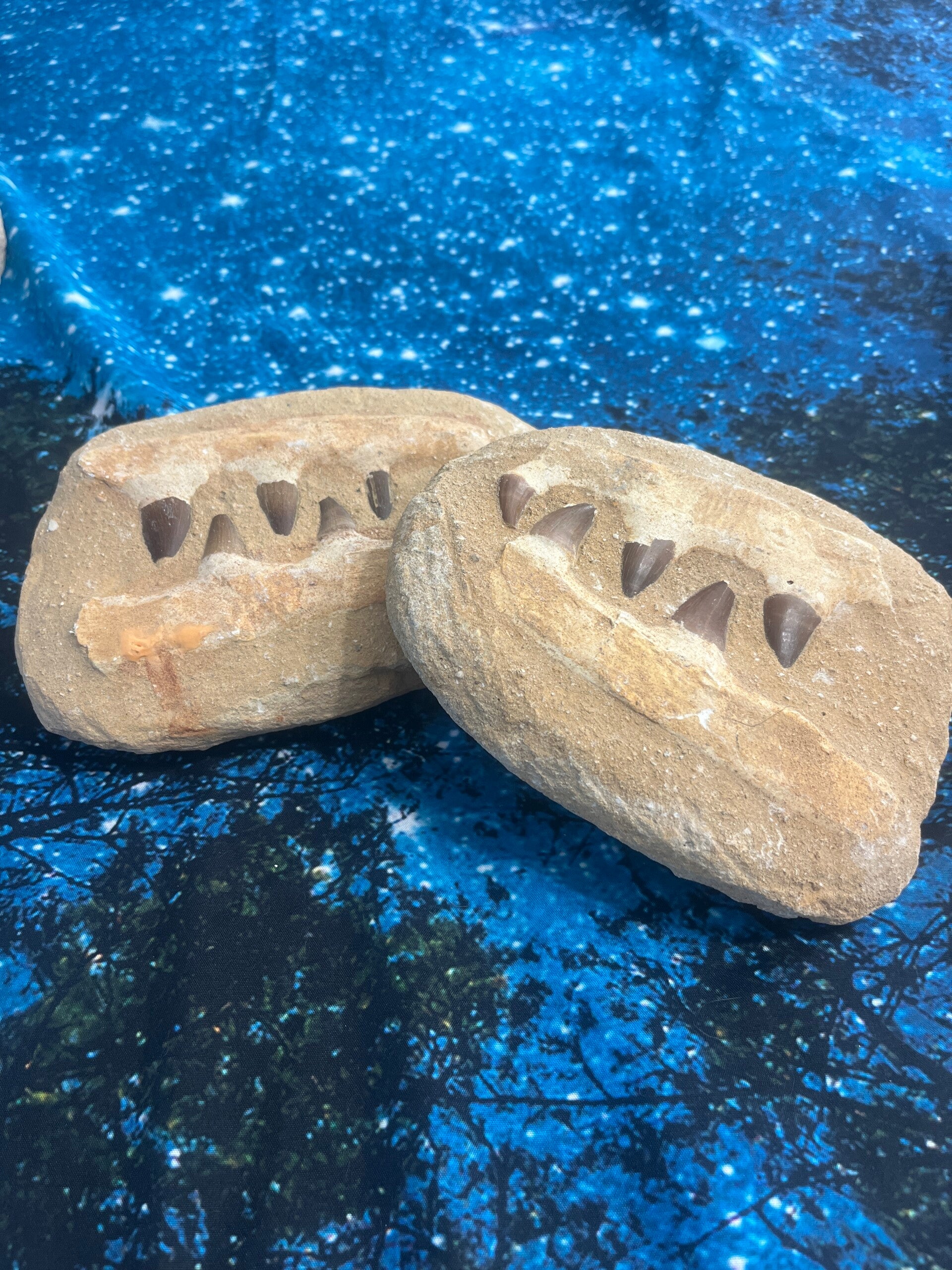 Mosasaur teeth in (man made) jaw and matrix