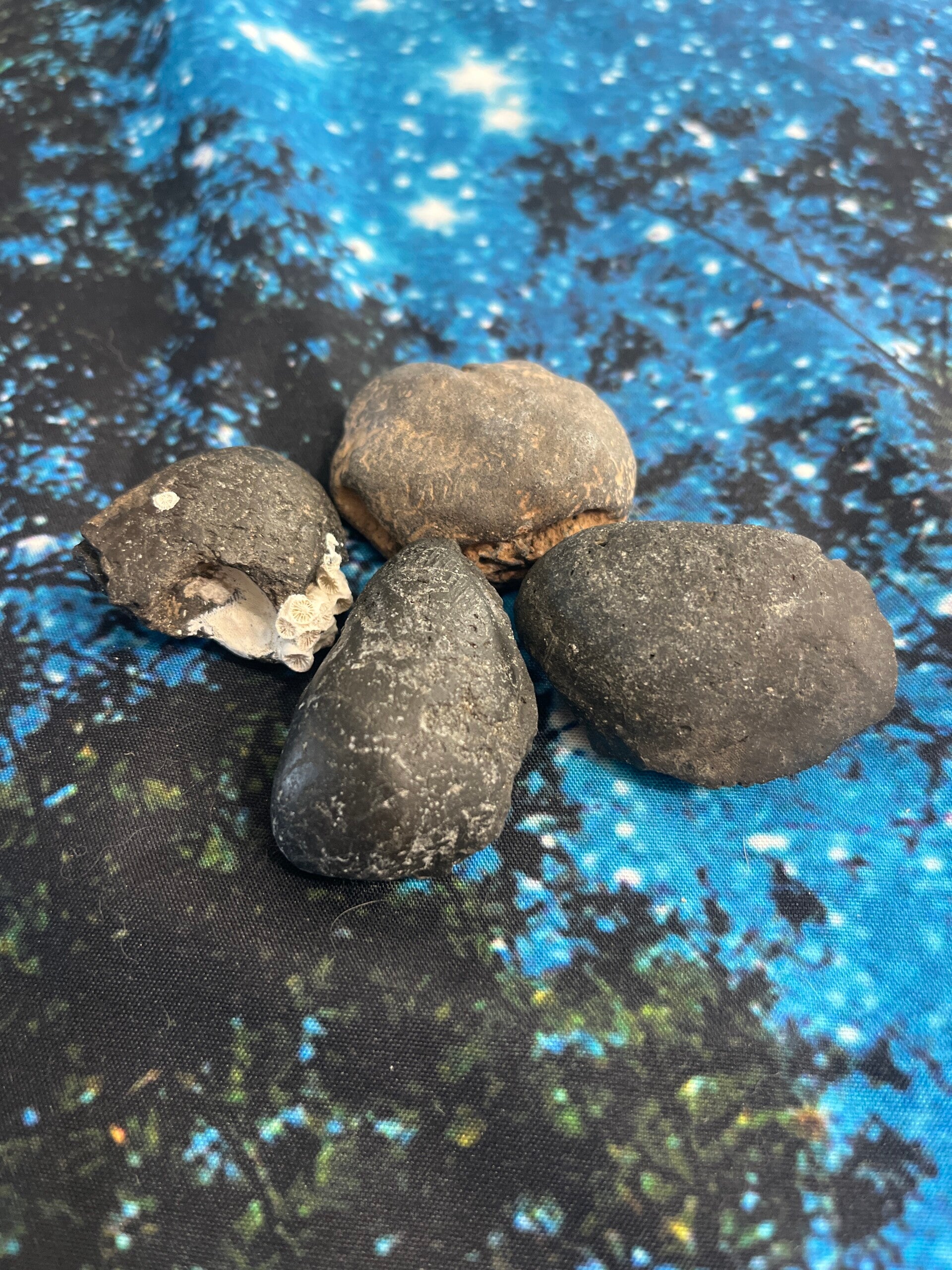 Megalochelys (Miocene Tortoise) foot pads