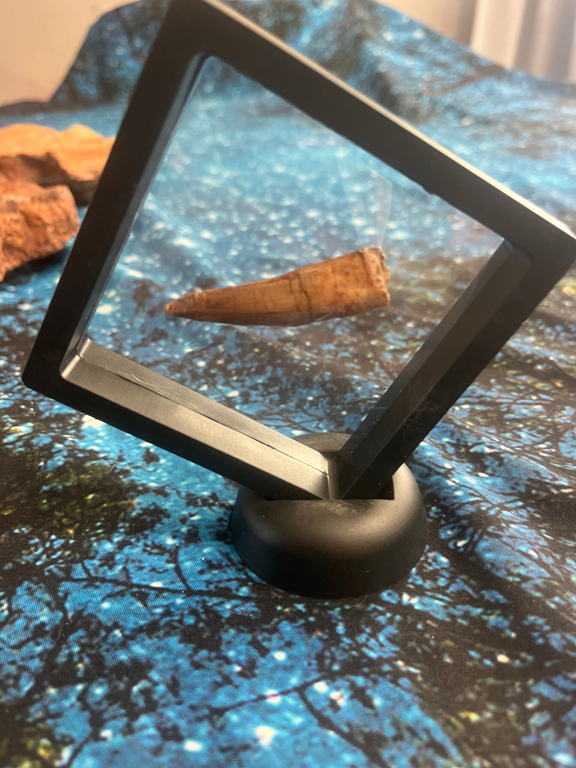Spinosaurus Teeth (Freeform) in case