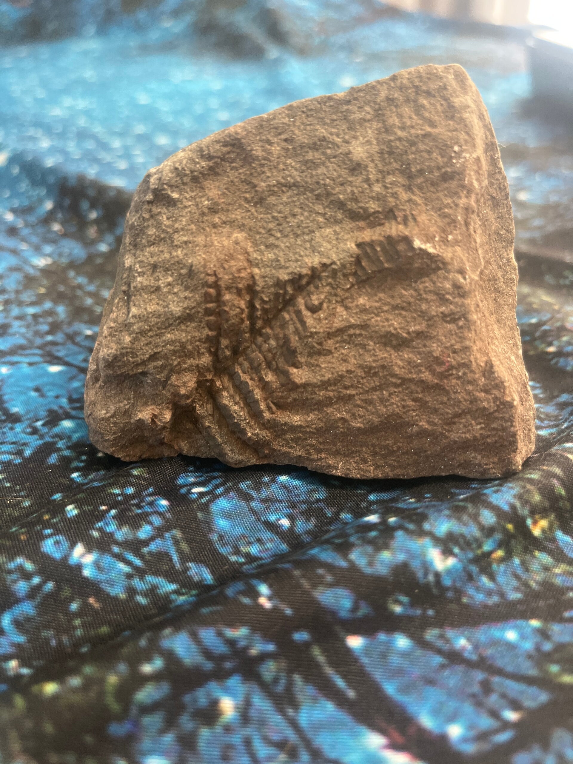 Seed Fern (Carboniferous) Paleozoic Era