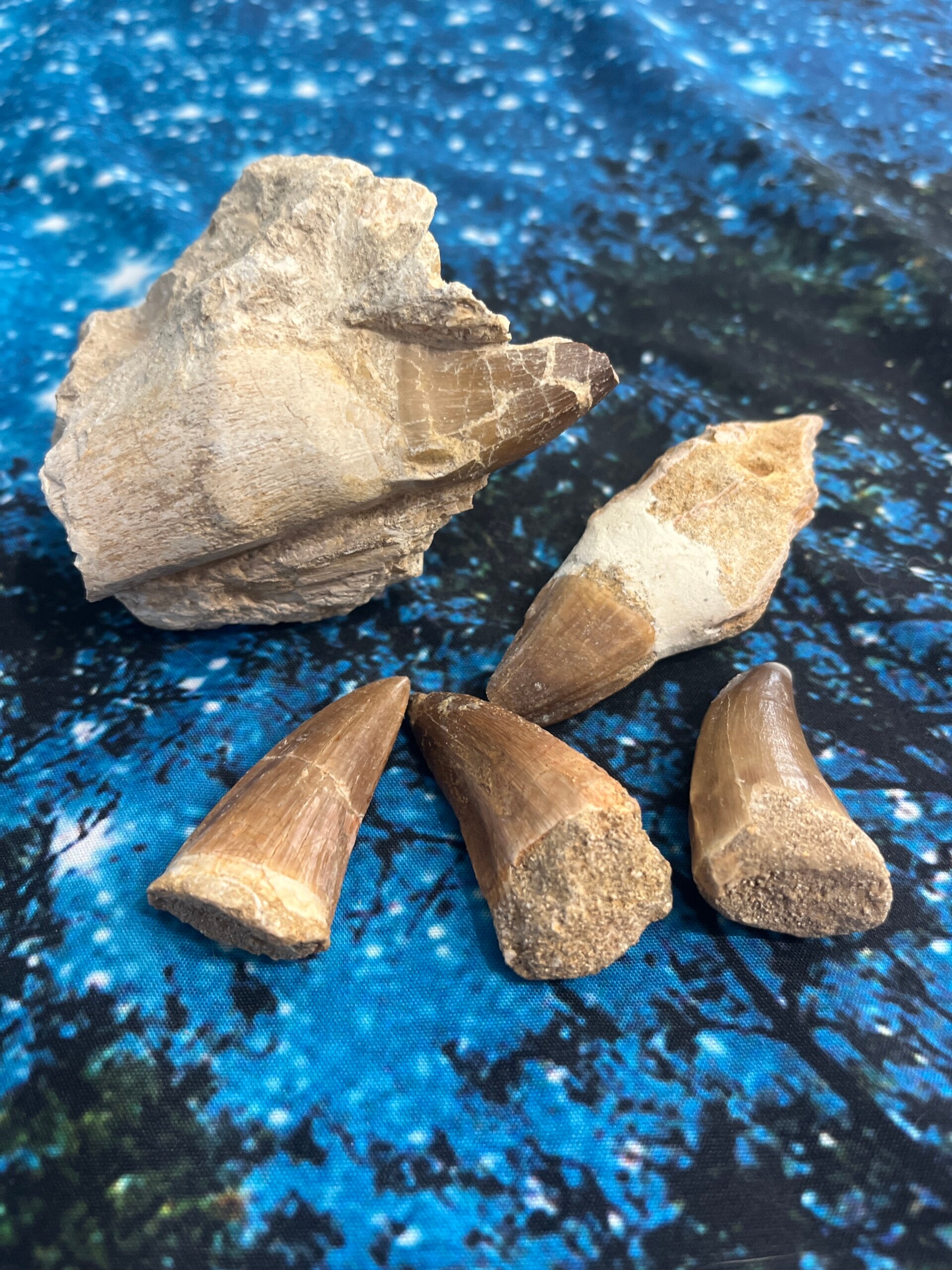 Mosasaur Teeth