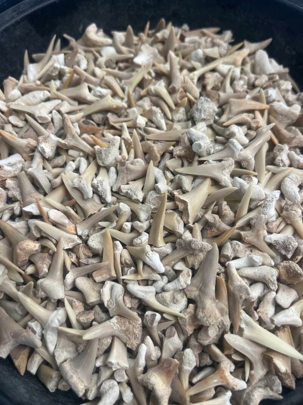 Shark teeth (Morocco)