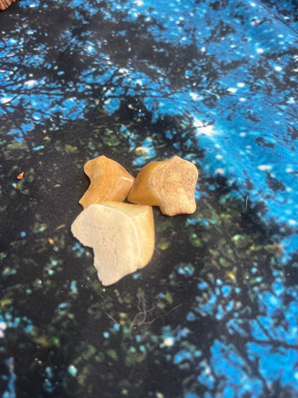 Squalicorax (Crow Shark) teeth