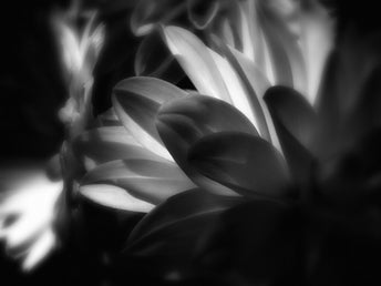 blumesw_5228776316_o.jpg