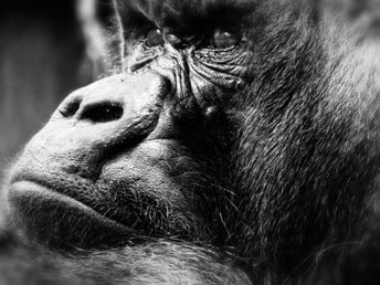 gorilla-klein_13403649124_o.jpg