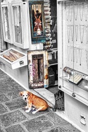 dog-lindos-flickr-standard.jpg