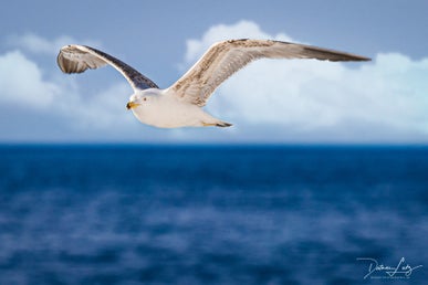 mweflug-flickr-2.jpg