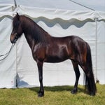 img_6484-standard-e5vod0.jpg