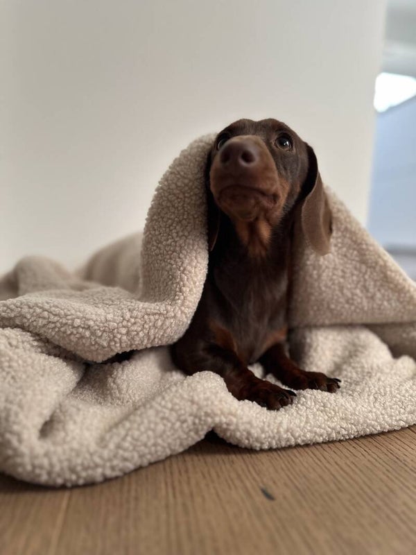 hey DreamBag light - Teddy