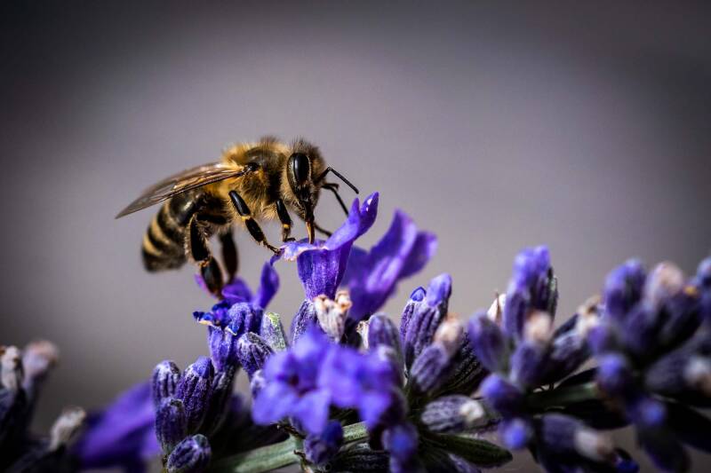 nicib_biene_lavendel-standard-8aw1af.jpg