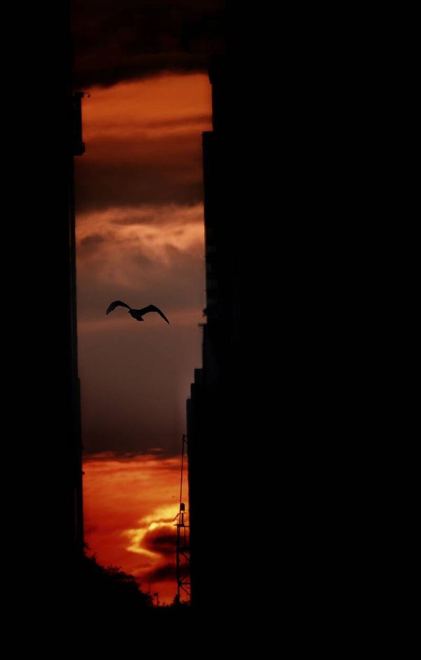Manhattan Sunset 50x80
