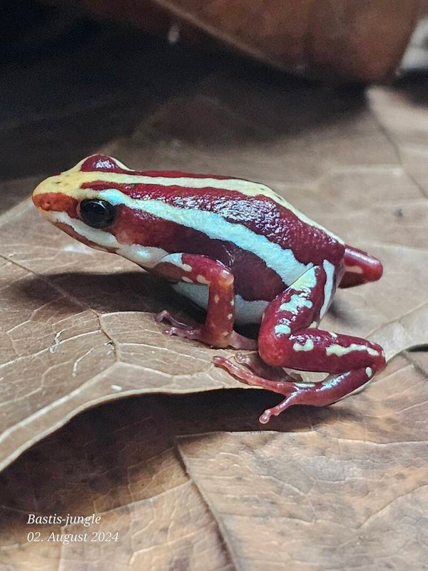 Epipedobates anthonyi "Santa isabel"