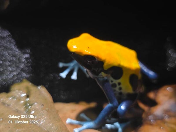 Dendrobates tinctorius ”Brasilianer"