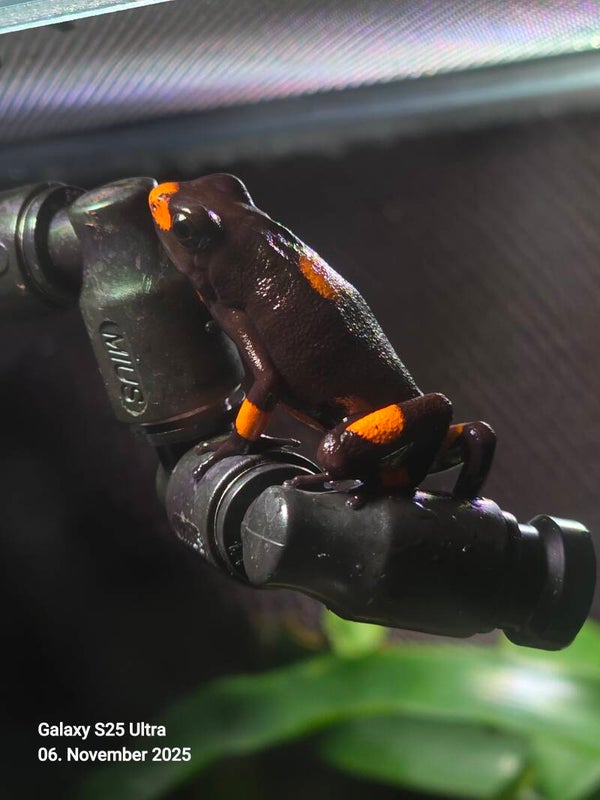 Oophaga Histrionica Bullseye