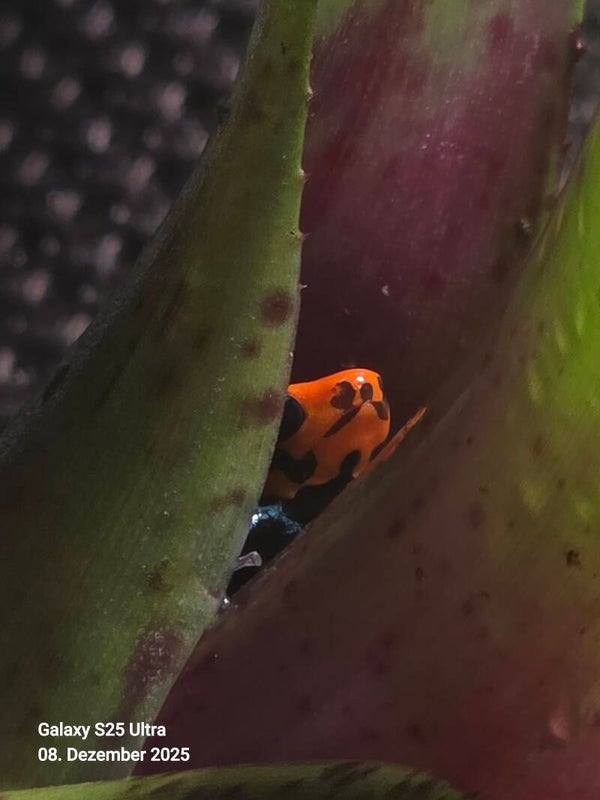 Ranitomeya benedicta ”Shucushuyacu“