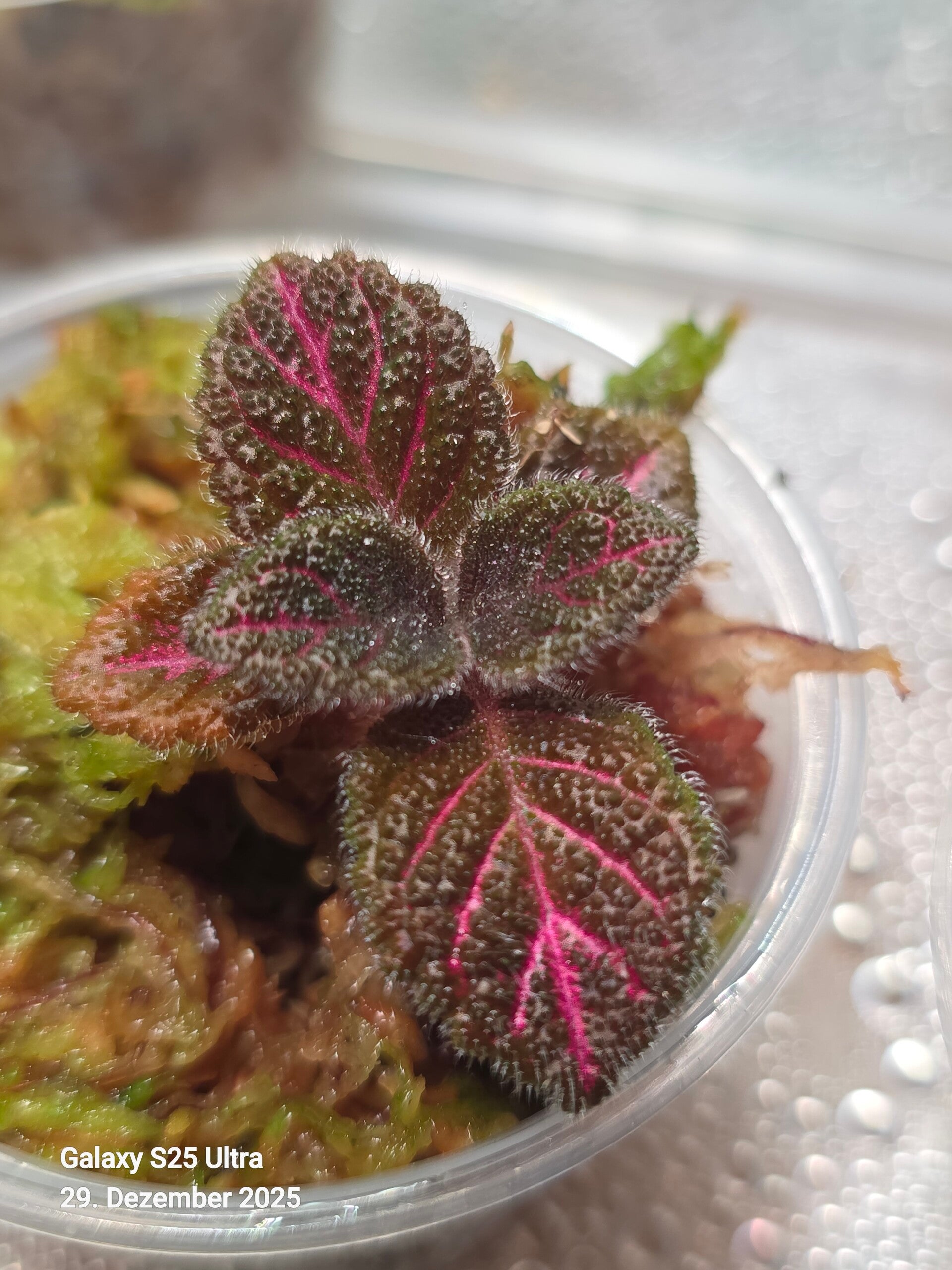 Episcia cupreata ‚Pink Acajou‘