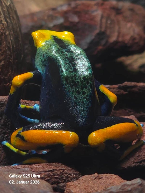 Dendrobates tinctorius ”Tumucumaque”
