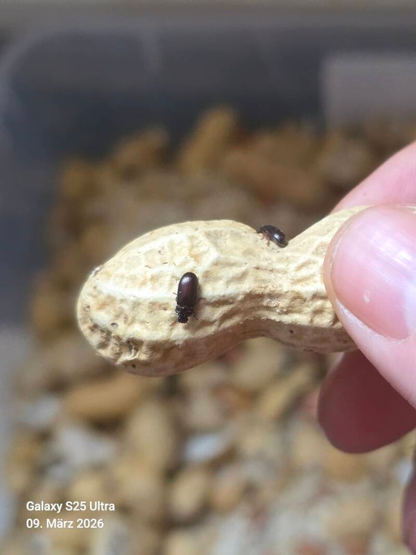 Erdnusskäfer - Ulomoides dermestoides