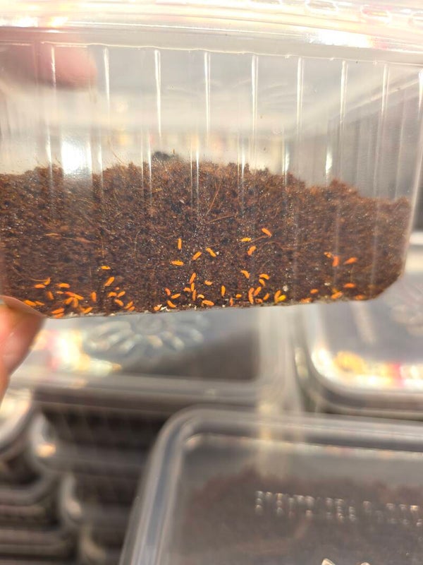 Yuukianura aphoruroides  "Orangener Springschwanz"