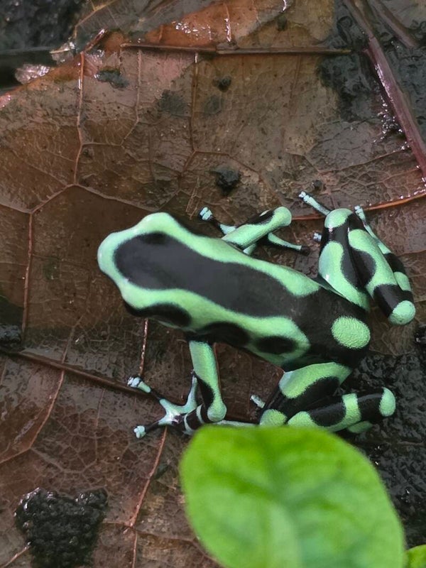Dendrobates Auratus Karibik
