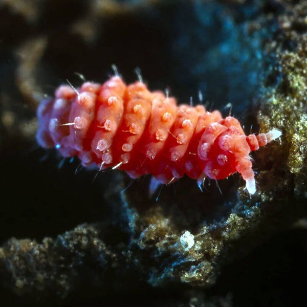 Bilobella braunerae “Rötlicher Springschwanz”