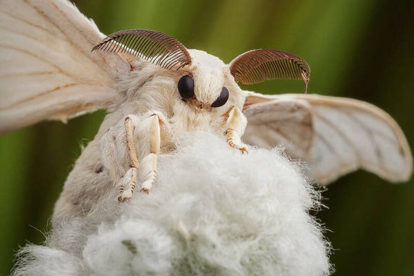 Bombyx Mori (Eier)