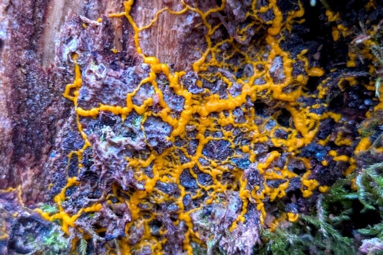 Schleimpilz - Badhamia utricularis