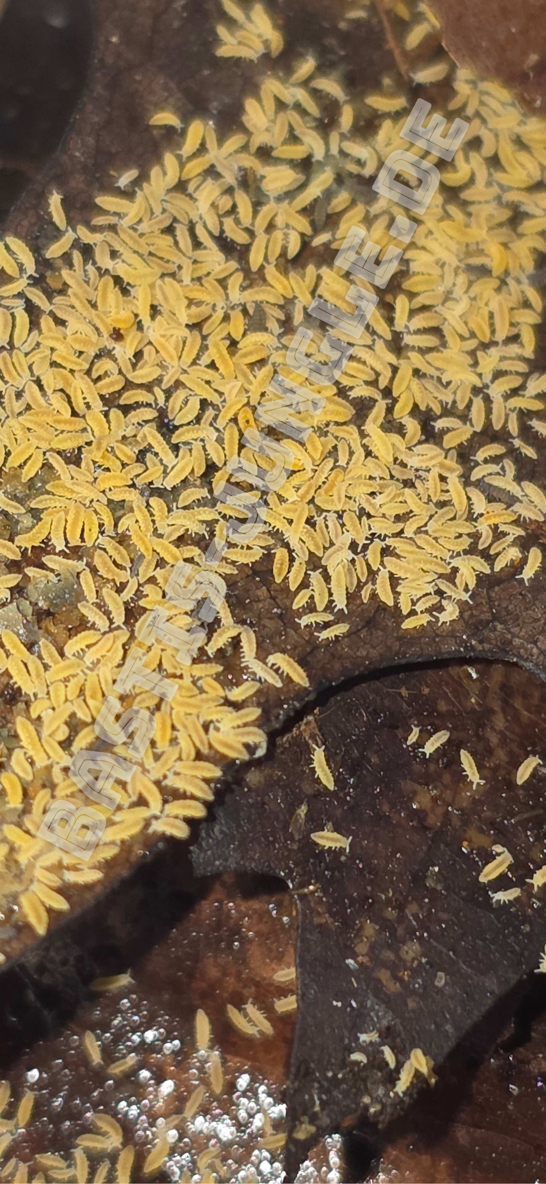 Ceratophysella isabellae “Lilac Yellow Albino”