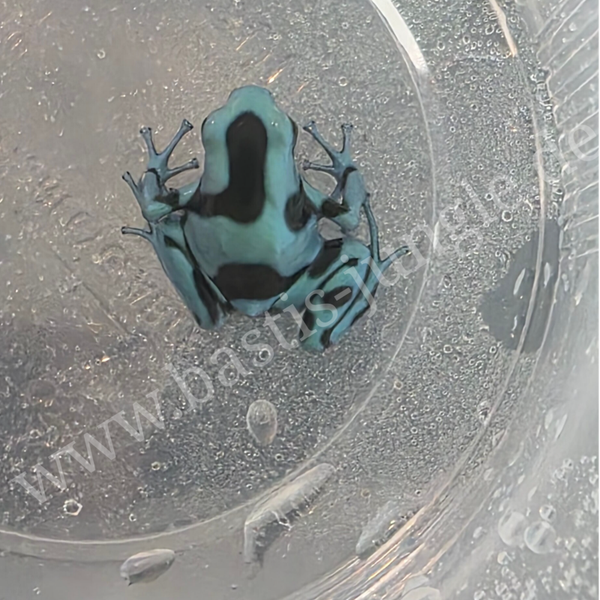 Dendrobates Auratus El Cope