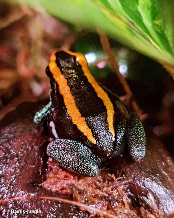 Phyllobates vittatus