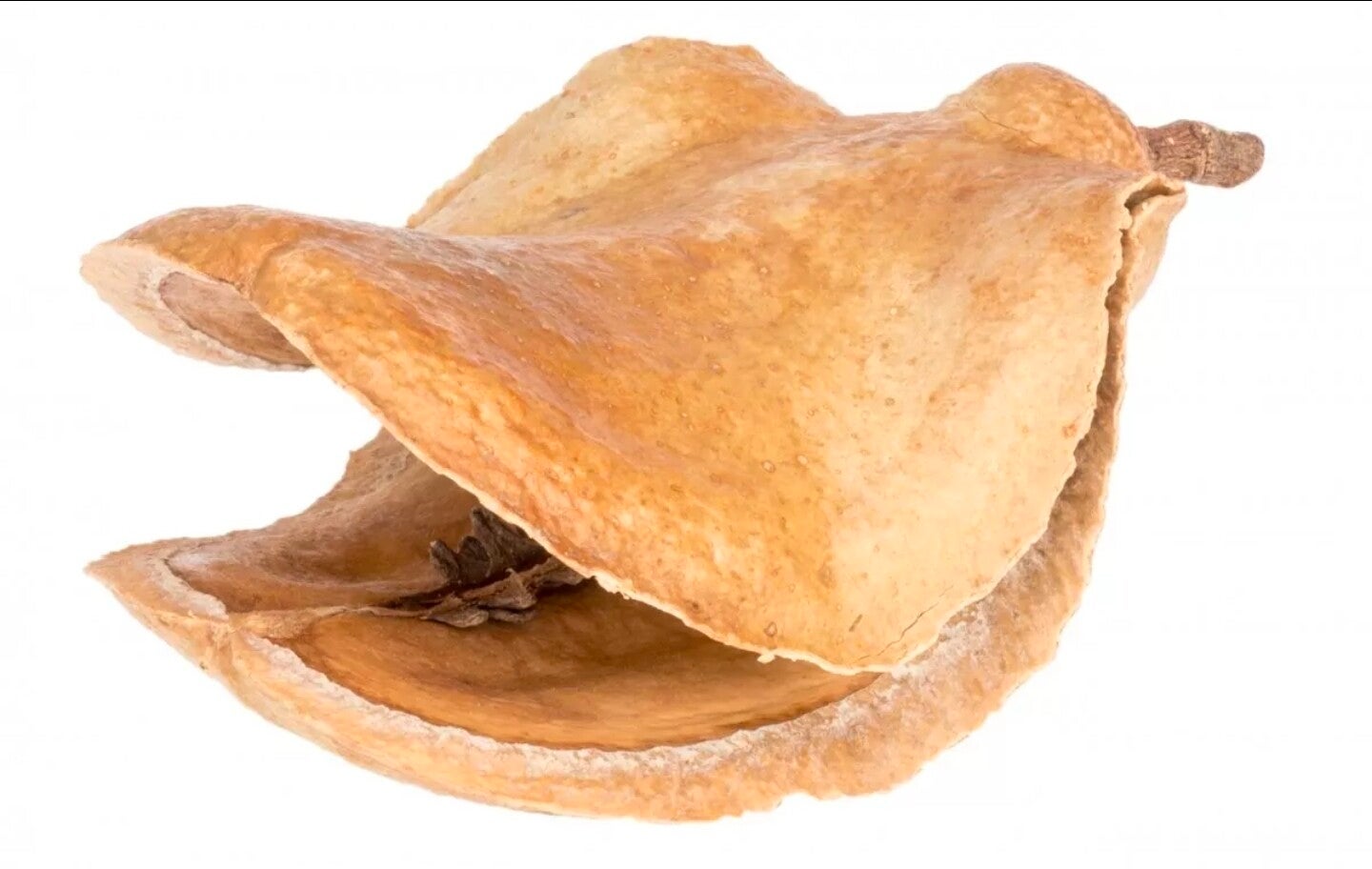 Froschmaulschote Natur