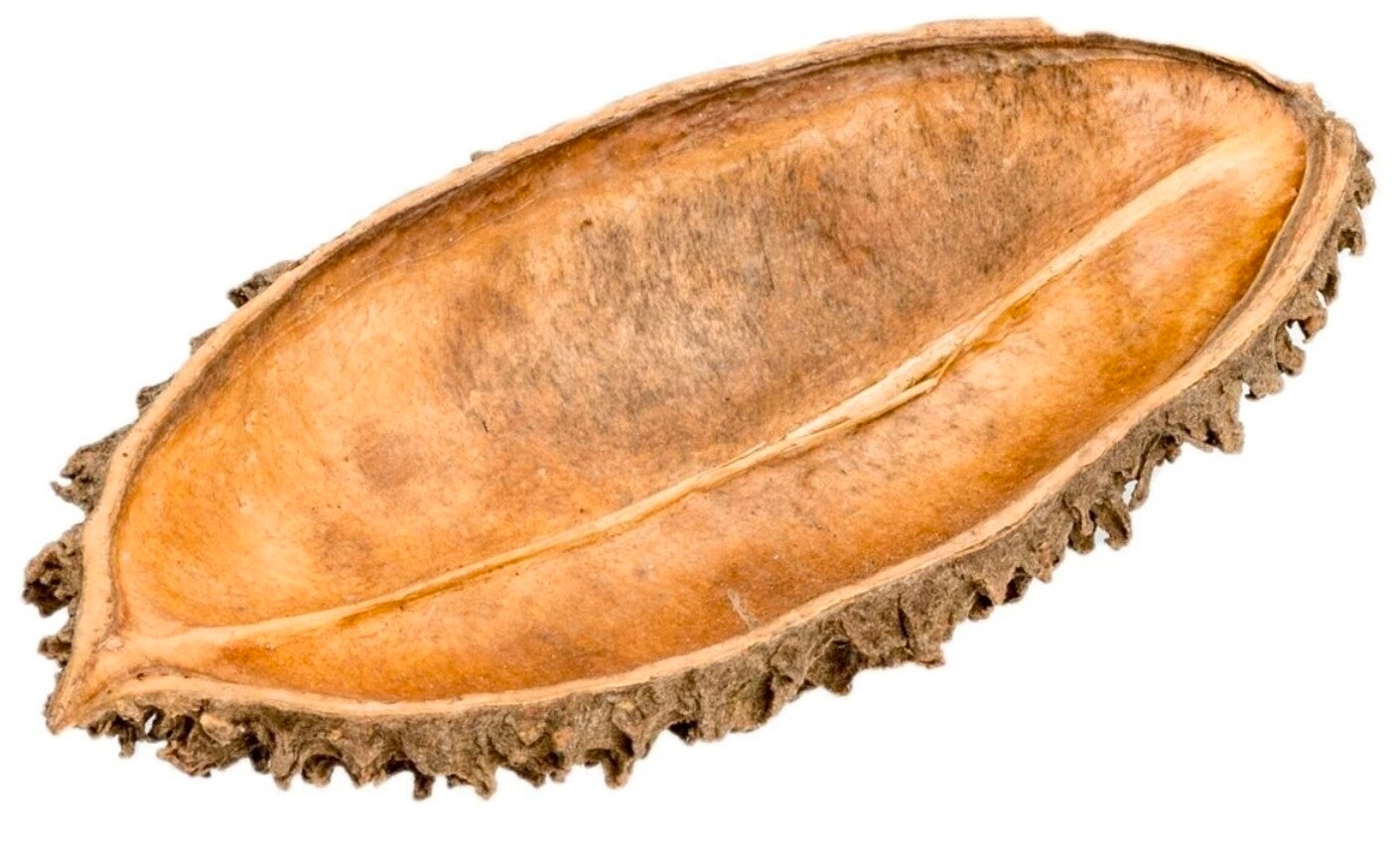 Bolsa de pastor Schote