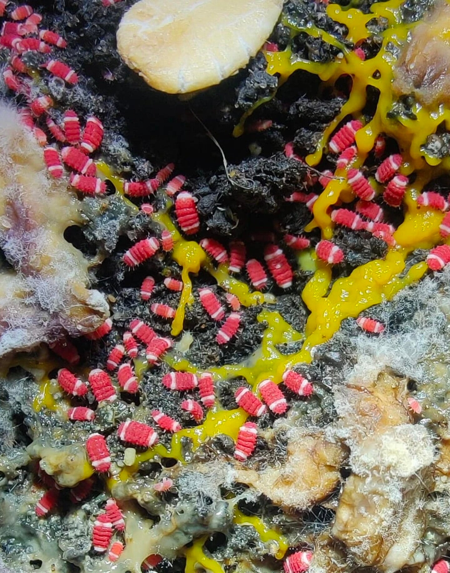 Neanuridae sp. "Santa Claus" (Redford White)