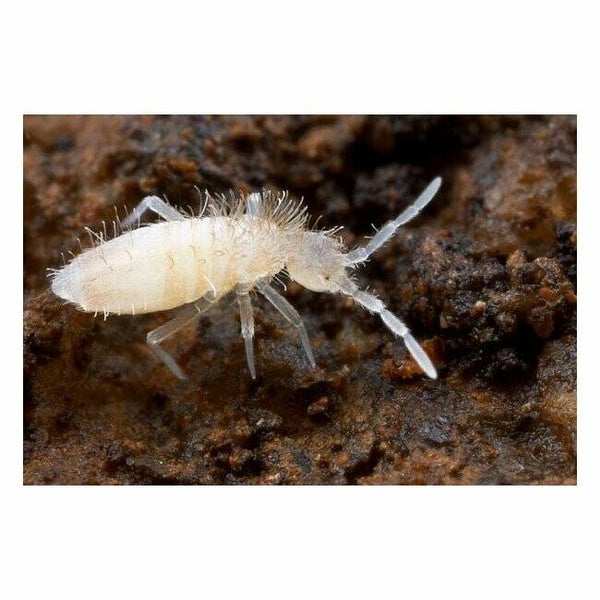 Tropische Springschwänze