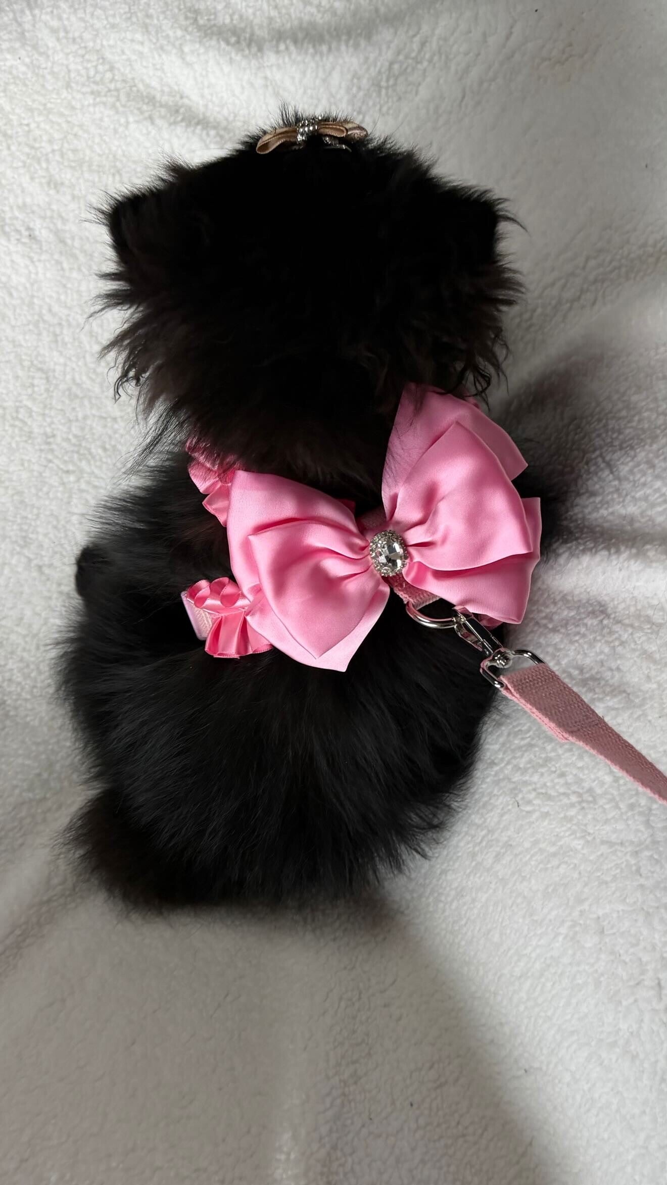 Diva tuig roze + lijn