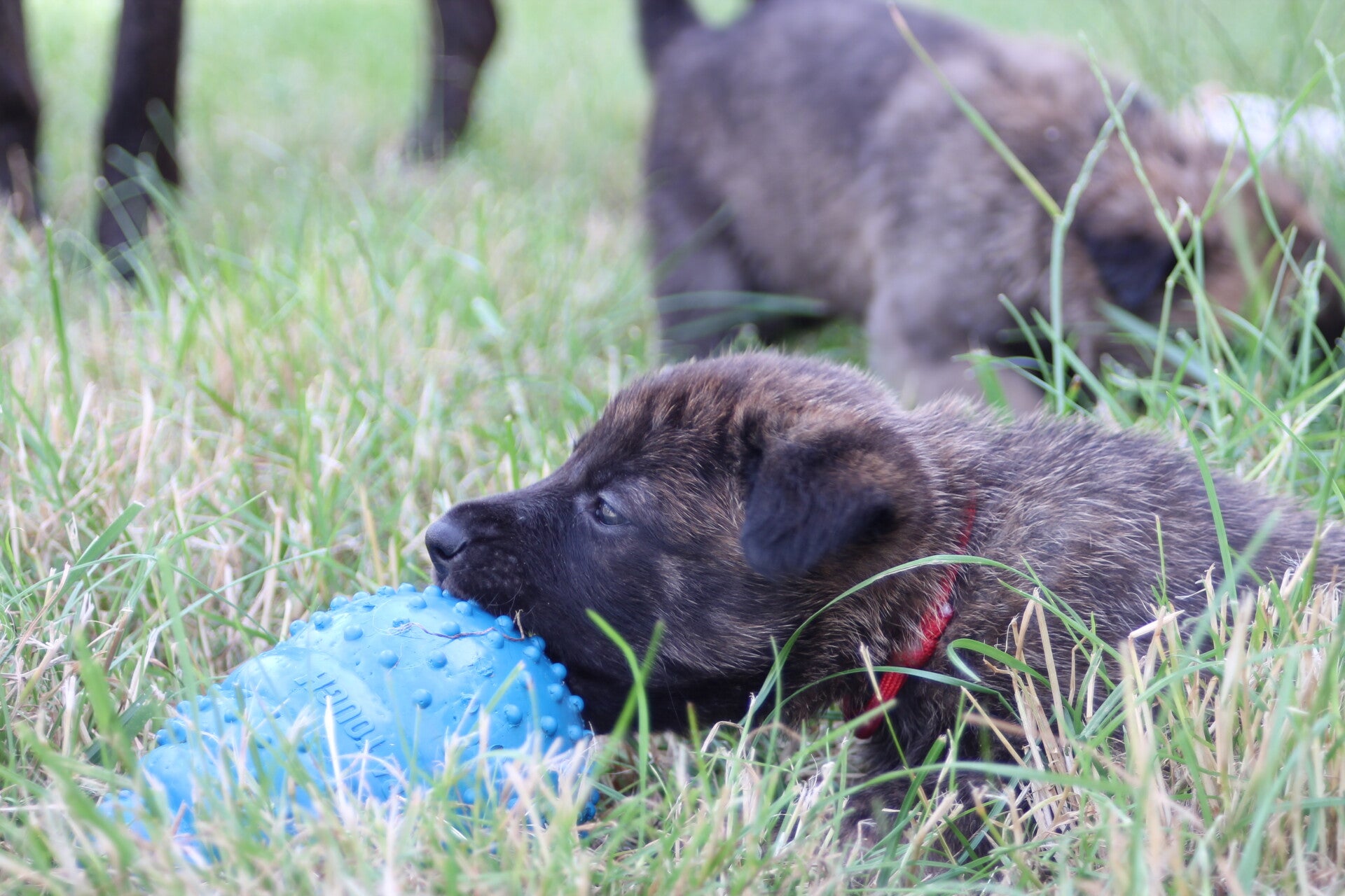 Chiots disponibles !