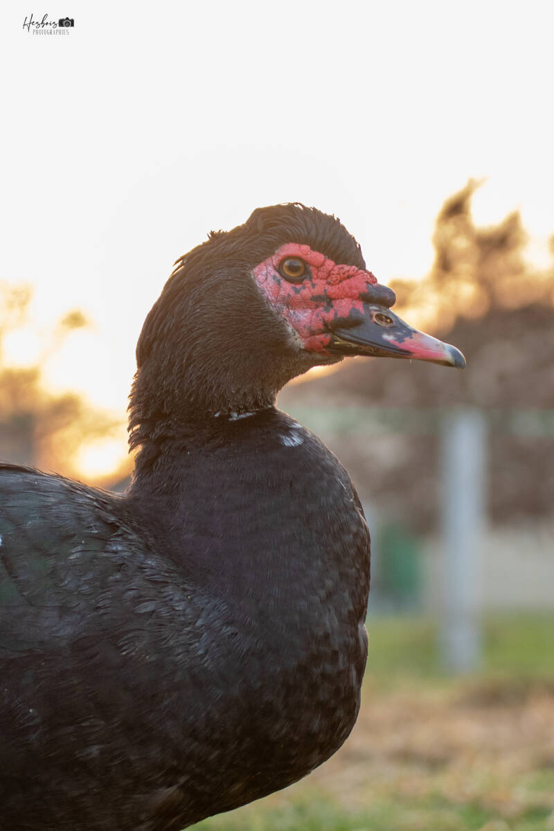  la ferme du petit âge - ferme d'animations - le Vigeant 86