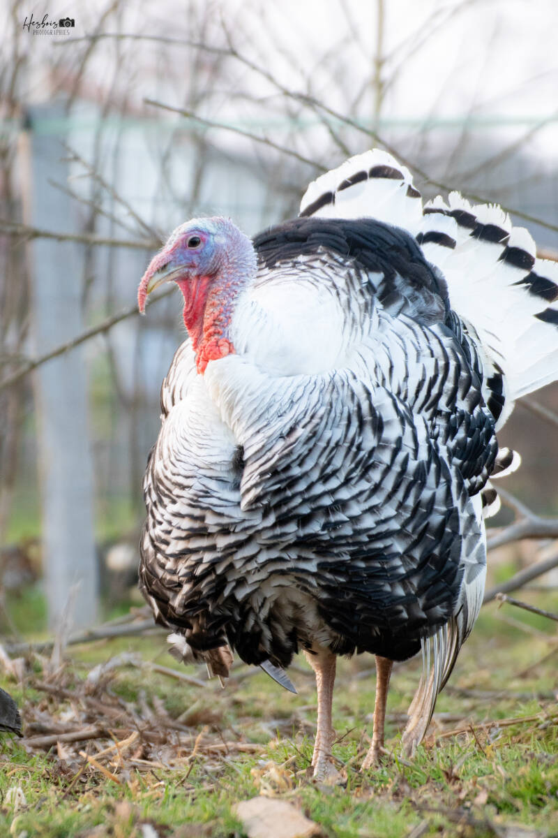  la ferme du petit âge - ferme d'animations - le Vigeant 86
