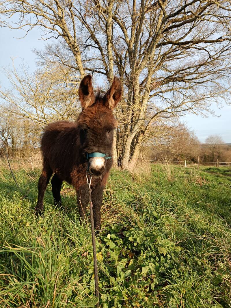  la ferme du petit âge - ferme d'animations - le Vigeant 86