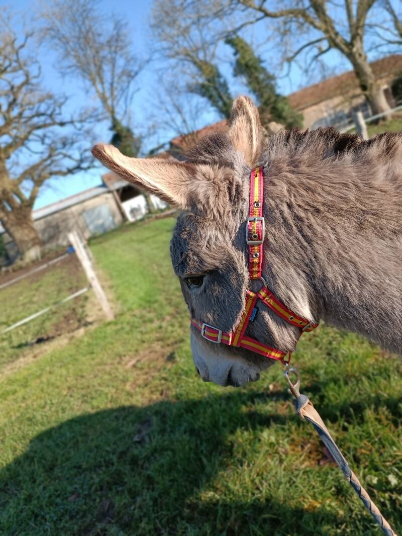  la ferme du petit âge - ferme d'animations - le Vigeant 86