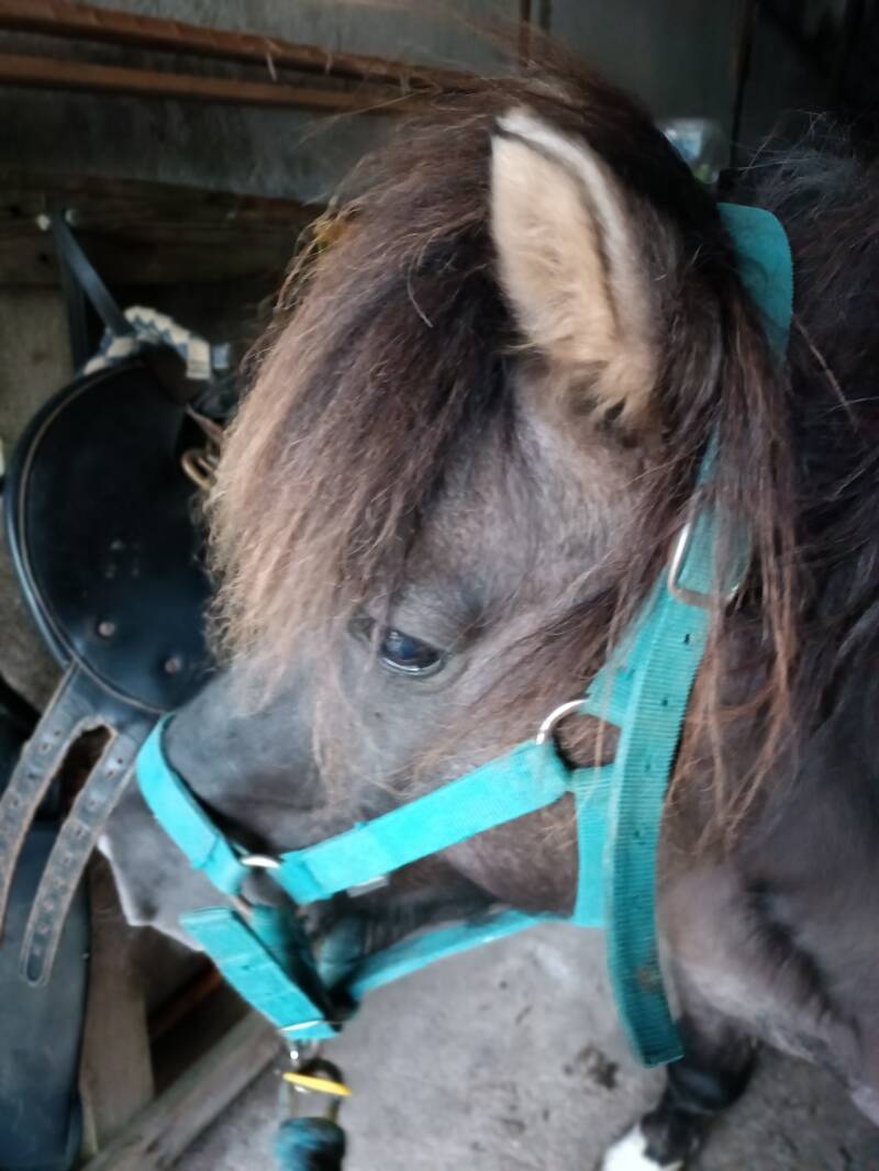  la ferme du petit âge - ferme d'animations - le Vigeant 86