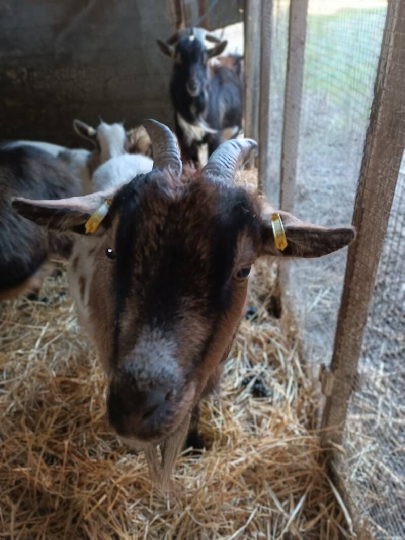  la ferme du petit âge - ferme d'animations - le Vigeant 86