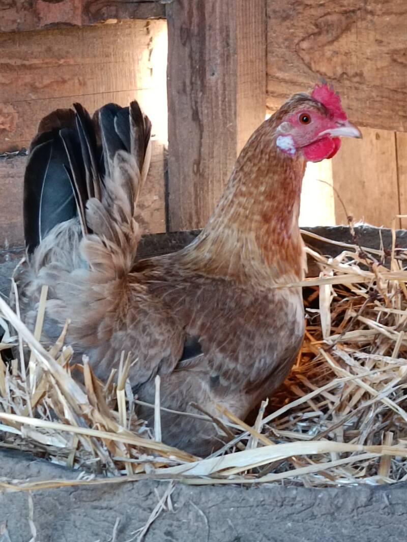  la ferme du petit âge - ferme d'animations - le Vigeant 86