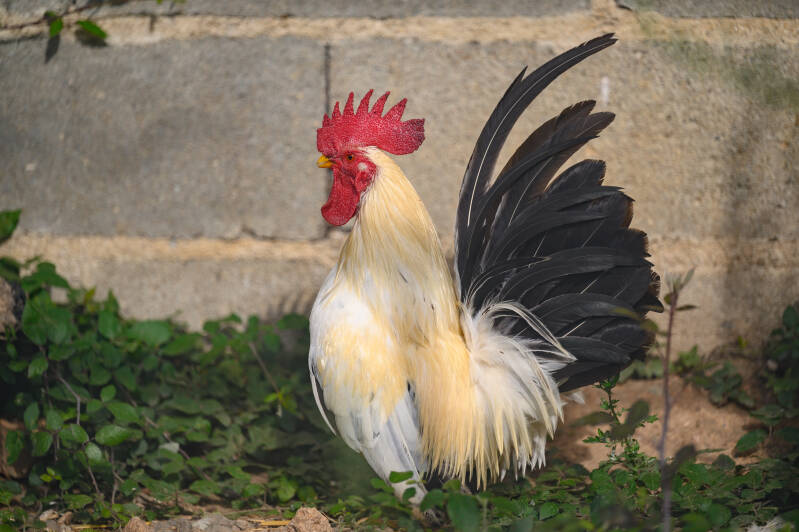  la ferme du petit âge - ferme d'animations - le Vigeant 86