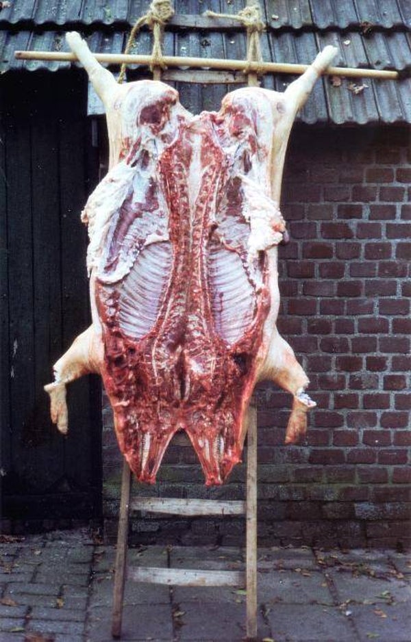 Varkens slachten