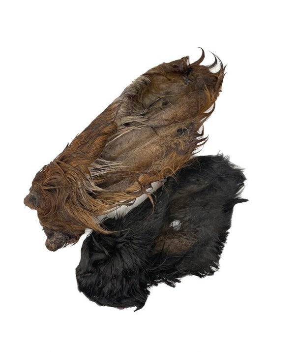 Fur on Beef Ears