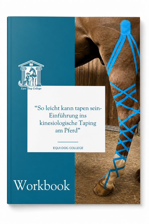 Einführung in kinesiologisches Tаping am Pferd oder Hund